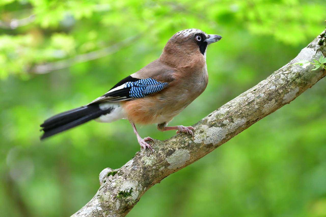 BIRDWATCHING NEI DINTORNI DI FORMIA